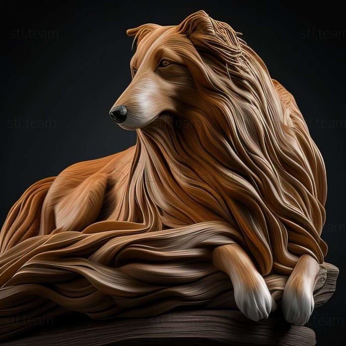 Long   haired Collie dog